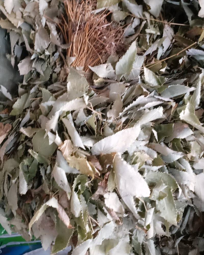 高山淫羊藿！颜色好！质量有保证