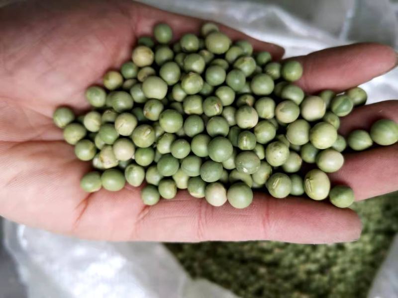 青豆泡发率高地摊热销产品下单秒发