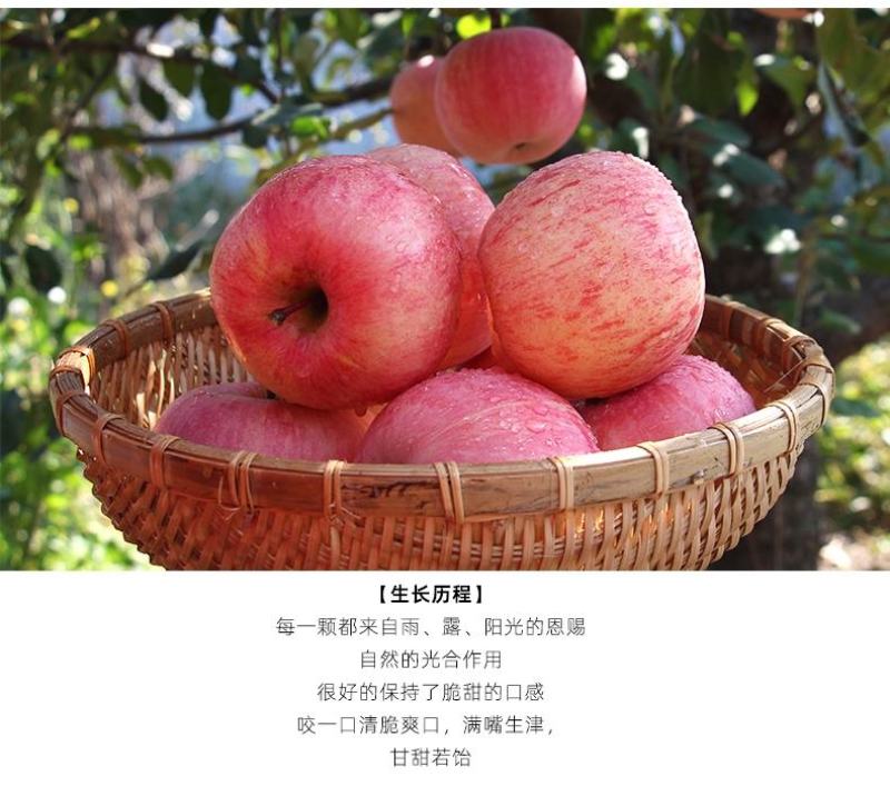 【一件代发】烟台特产红富士苹果新鲜苹果脆甜多汁