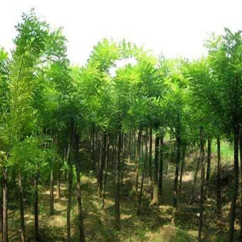 新采国槐种子一级速生国槐种子国槐树种籽国槐树苗