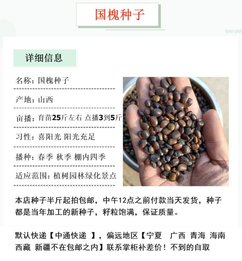 新采国槐种子一级速生国槐种子国槐树种籽国槐树苗