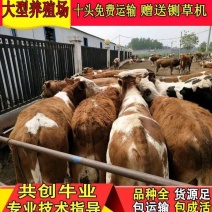 肉牛改良肉牛西门塔尔牛肉牛肉牛养殖菜牛免费送货