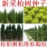 柏树种子塔柏侧柏桧柏龙柏松柏种子