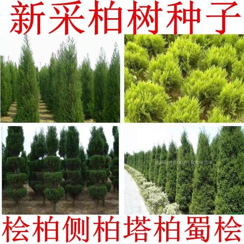 柏树种子塔柏侧柏桧柏龙柏松柏种子