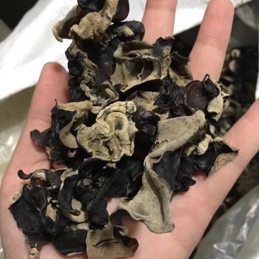 毛木耳产地直销地摊早市热销量大从优