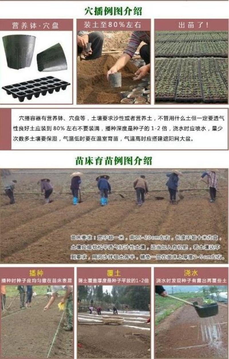 柏树种子塔柏侧柏桧柏龙柏松柏种子