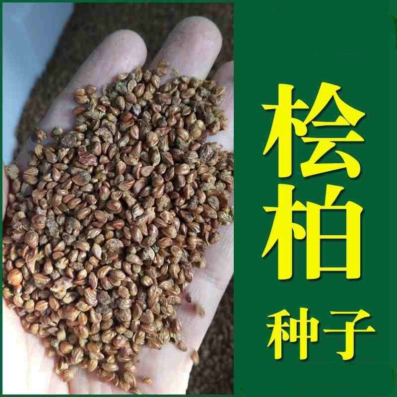 柏树种子塔柏侧柏桧柏龙柏松柏种子
