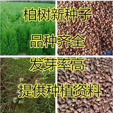 柏树种子塔柏侧柏桧柏龙柏松柏种子