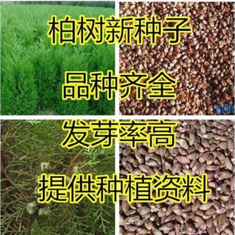 柏树种子塔柏侧柏桧柏龙柏松柏种子