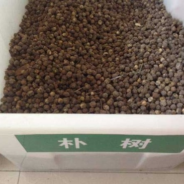 新采小叶朴树种子大叶朴树种子沙朴净种子珊瑚朴红皮