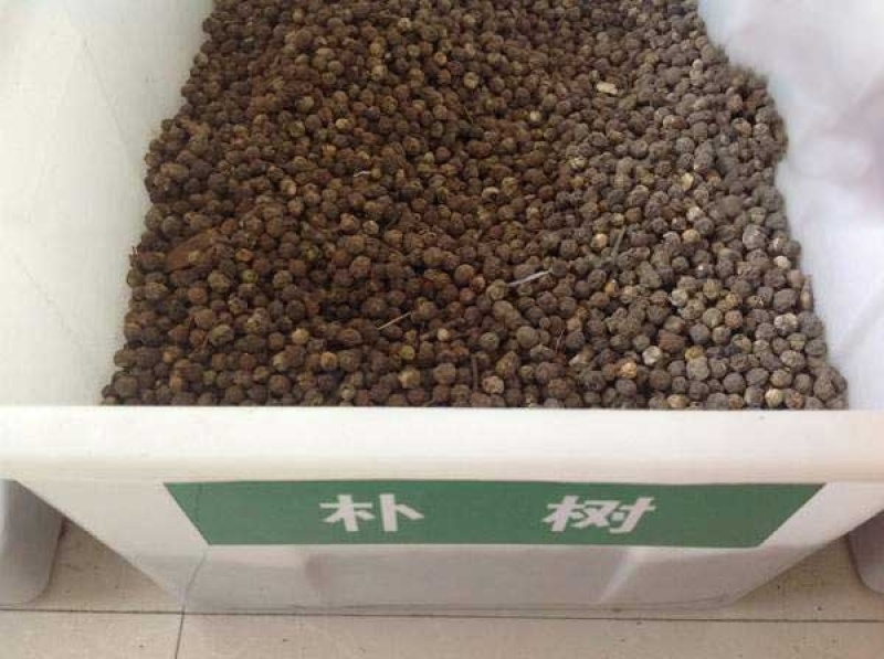 新采小叶朴树种子大叶朴树种子沙朴净种子珊瑚朴红皮