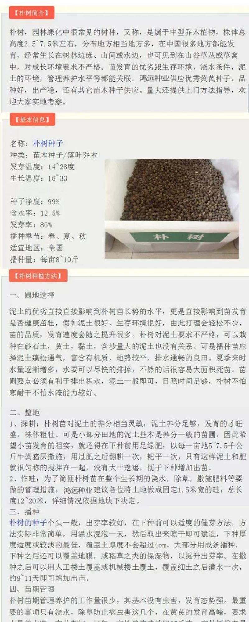 新采小叶朴树种子大叶朴树种子沙朴净种子珊瑚朴红皮