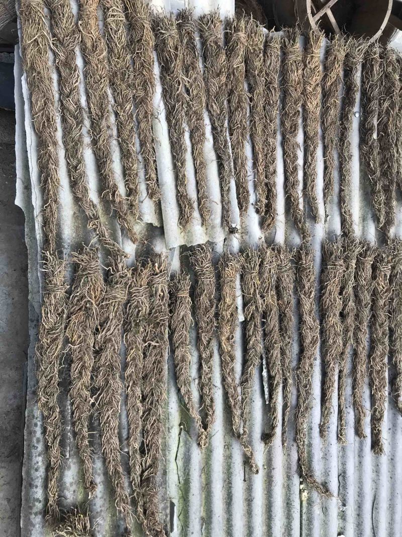 鼻血雷、背蛇生碧血莲（钟铃藤）详情请咨询