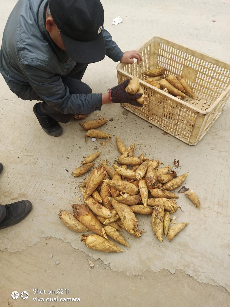 原生态高山黄泥冬笋基农户当天采挖地直接发货，新鲜品质保证