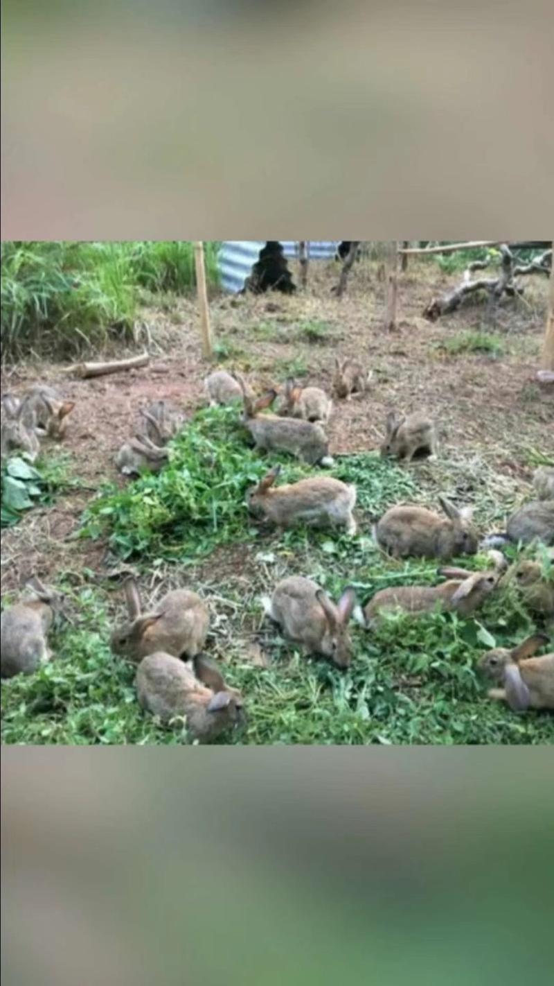 比利时肉兔品种优良繁殖率高适应性强全国接单