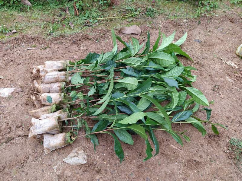 云南大叶种茶树苗普洱茶苗