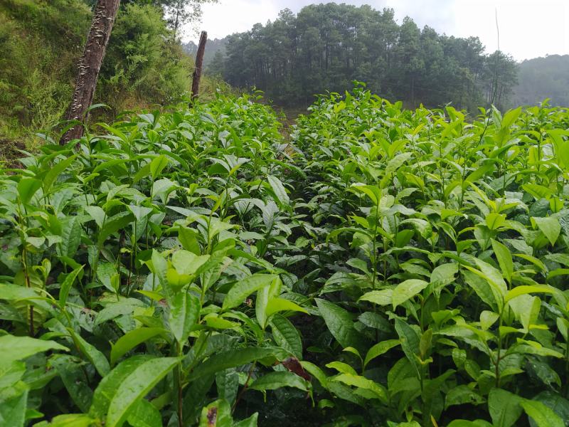 云南大叶种茶树苗普洱茶苗