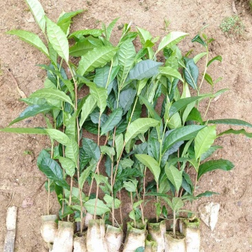 云南大叶种茶树苗普洱茶苗