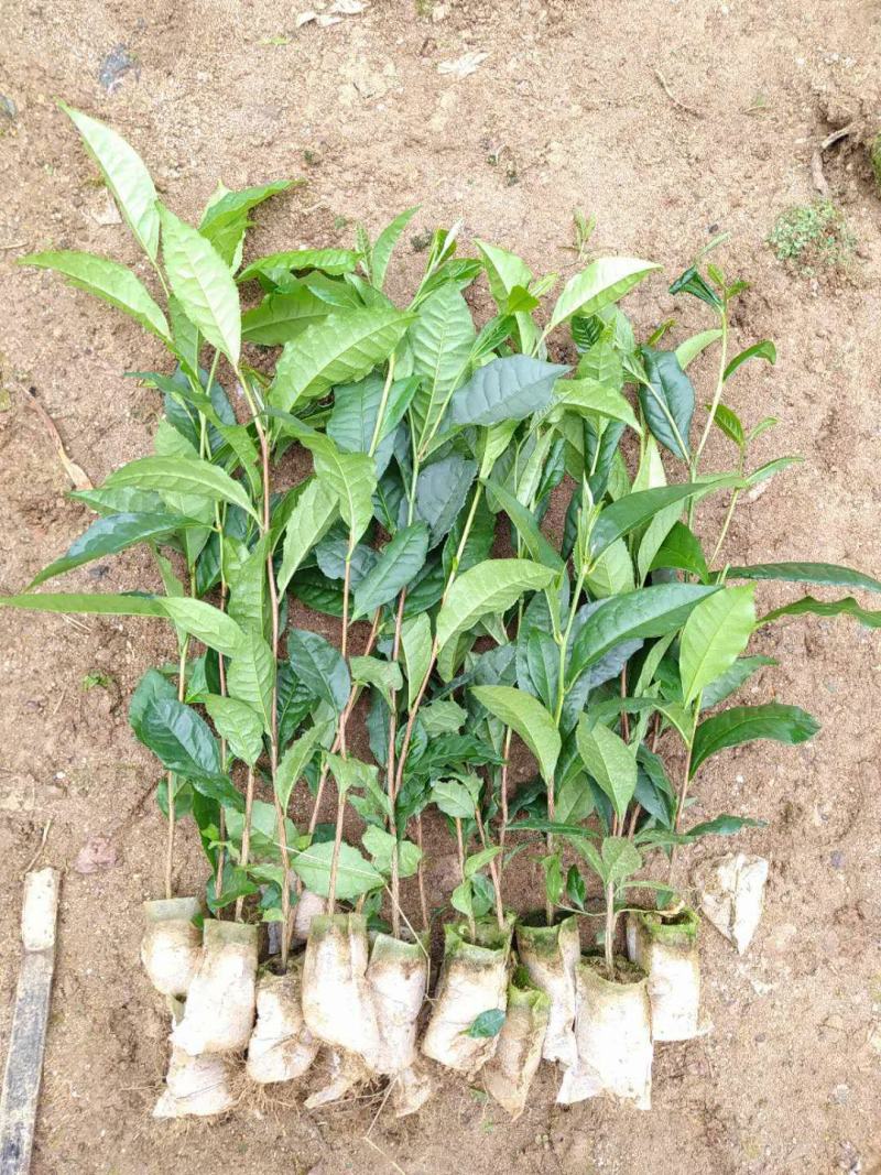 云南大叶种茶树苗普洱茶苗