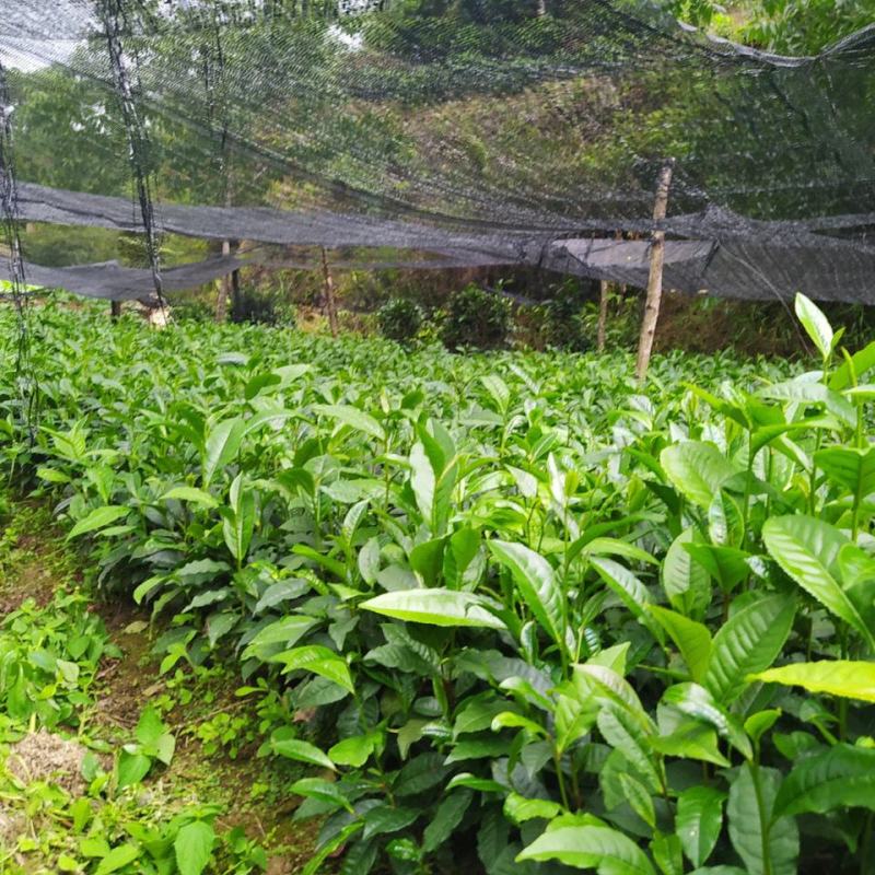 云南大叶种茶树苗普洱茶苗