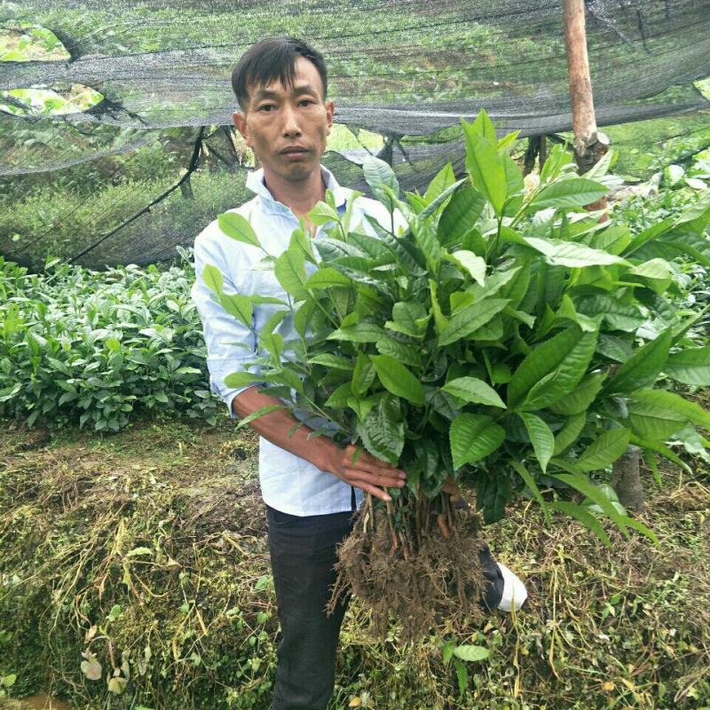 云南大叶种茶树苗普洱茶苗