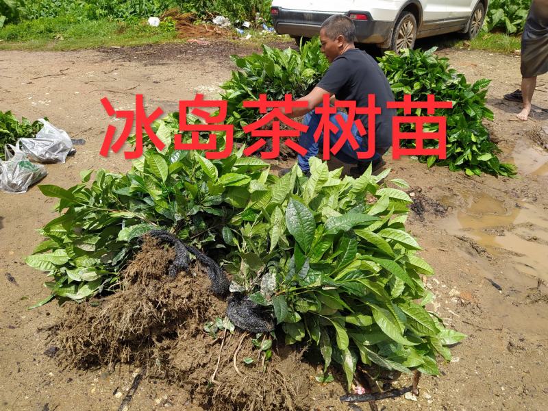 云南大叶种茶树苗普洱茶苗