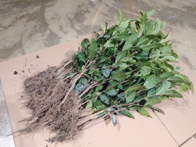 云南大叶种茶树苗普洱茶苗