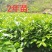 云南大叶种茶树苗普洱茶苗