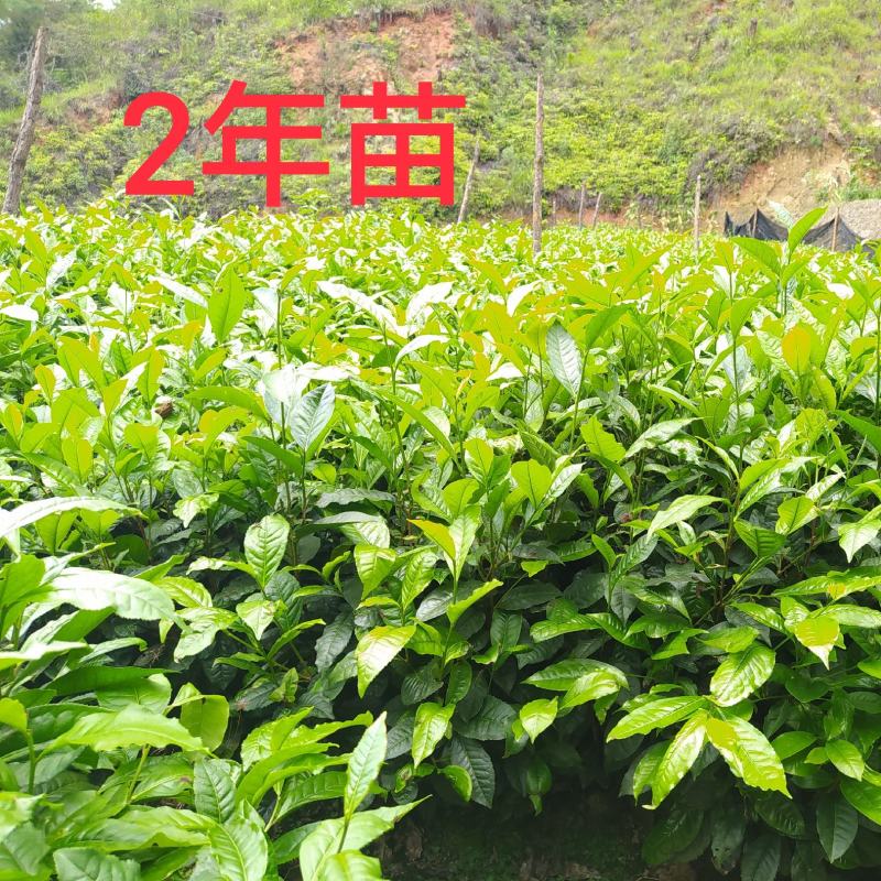 云南大叶种茶树苗普洱茶苗