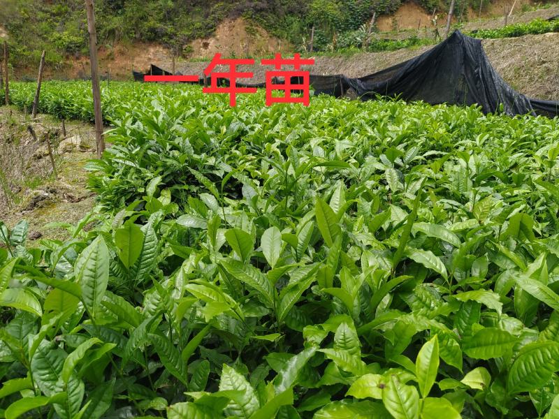 云南大叶种茶树苗普洱茶苗
