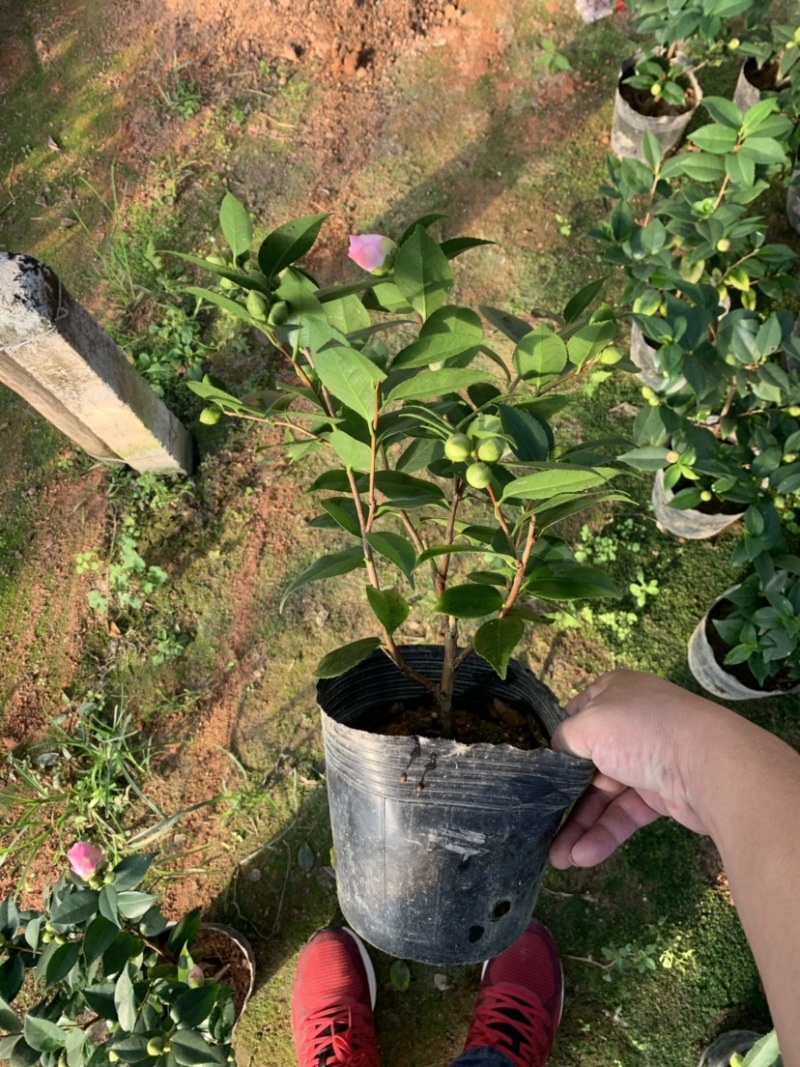 香茶花，香妃茶，支持现场视频看货，福建龙岩永福基地直销
