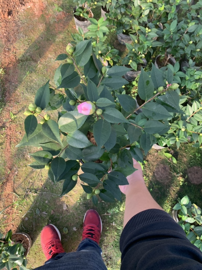 香茶花，香妃茶，支持现场视频看货，福建龙岩永福基地直销