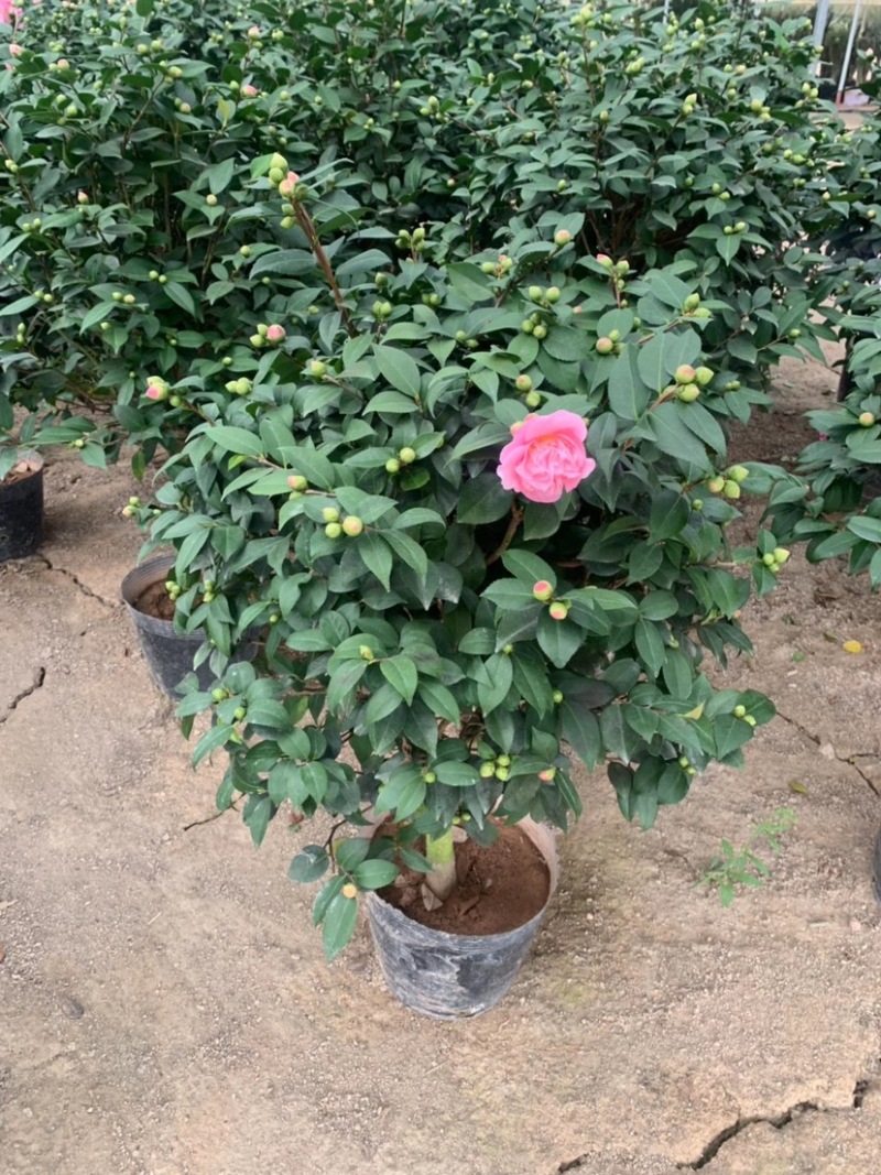 香茶花，香妃茶，支持现场视频看货，福建龙岩永福基地直销