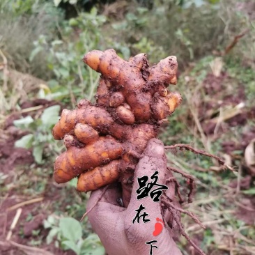 姜黄.姜黄.月子姜.药用姜可供种植郁金姜黄