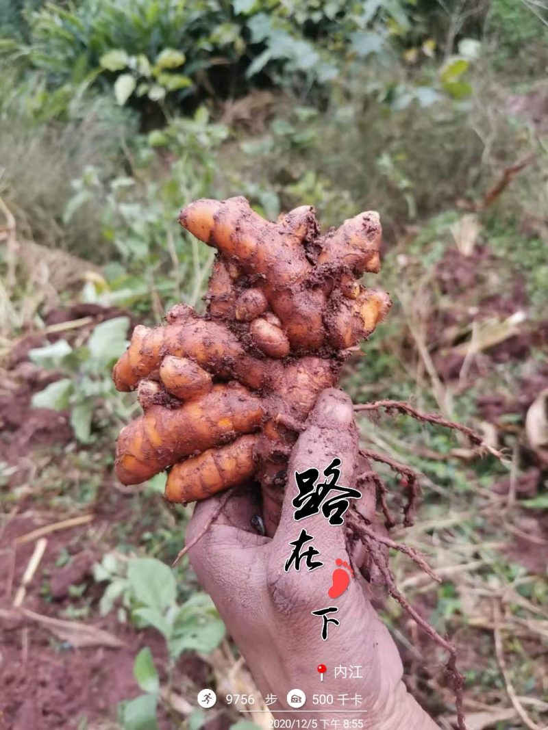 姜黄.姜黄.月子姜.药用姜可供种植郁金姜黄