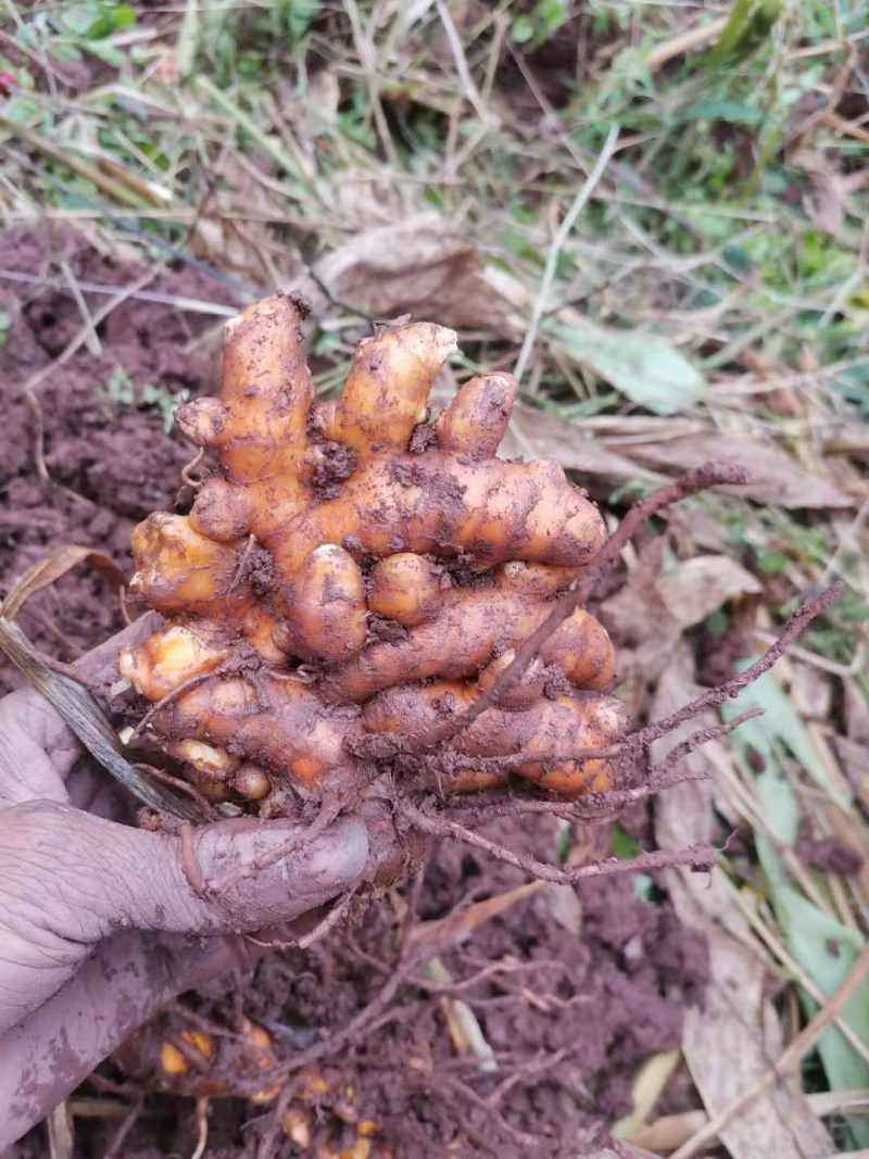 姜黄.姜黄.月子姜.药用姜可供种植郁金姜黄