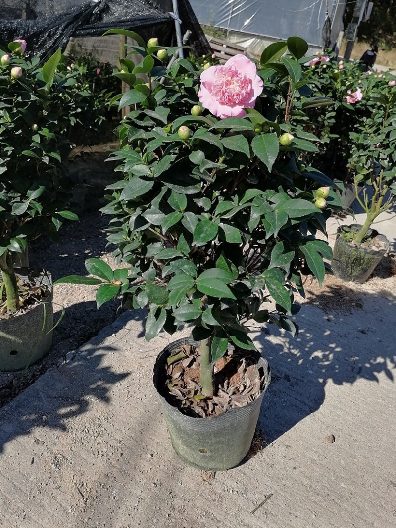 香茶花，香妃茶，支持现场视频看货，福建龙岩永福基地直销