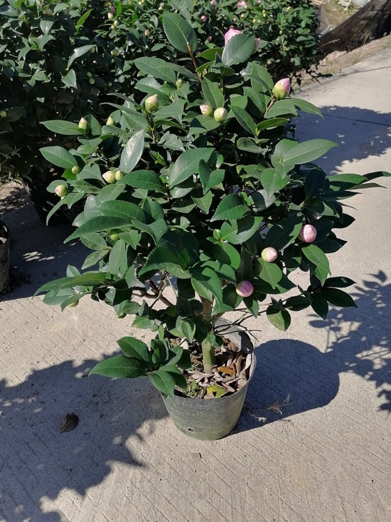 香茶花，香妃茶，支持现场视频看货，福建龙岩永福基地直销
