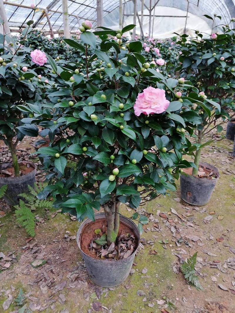 香茶花，香妃茶，支持现场视频看货，福建龙岩永福基地直销