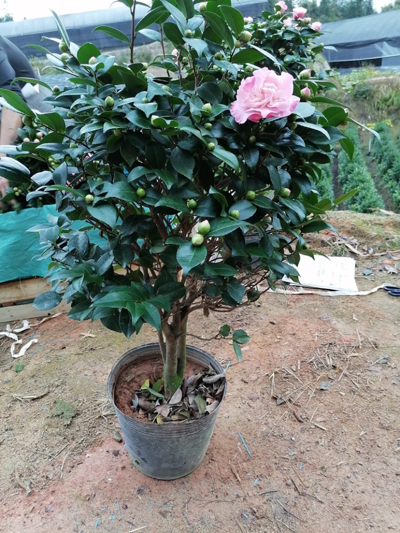 香茶花，香妃茶，支持现场视频看货，福建龙岩永福基地直销