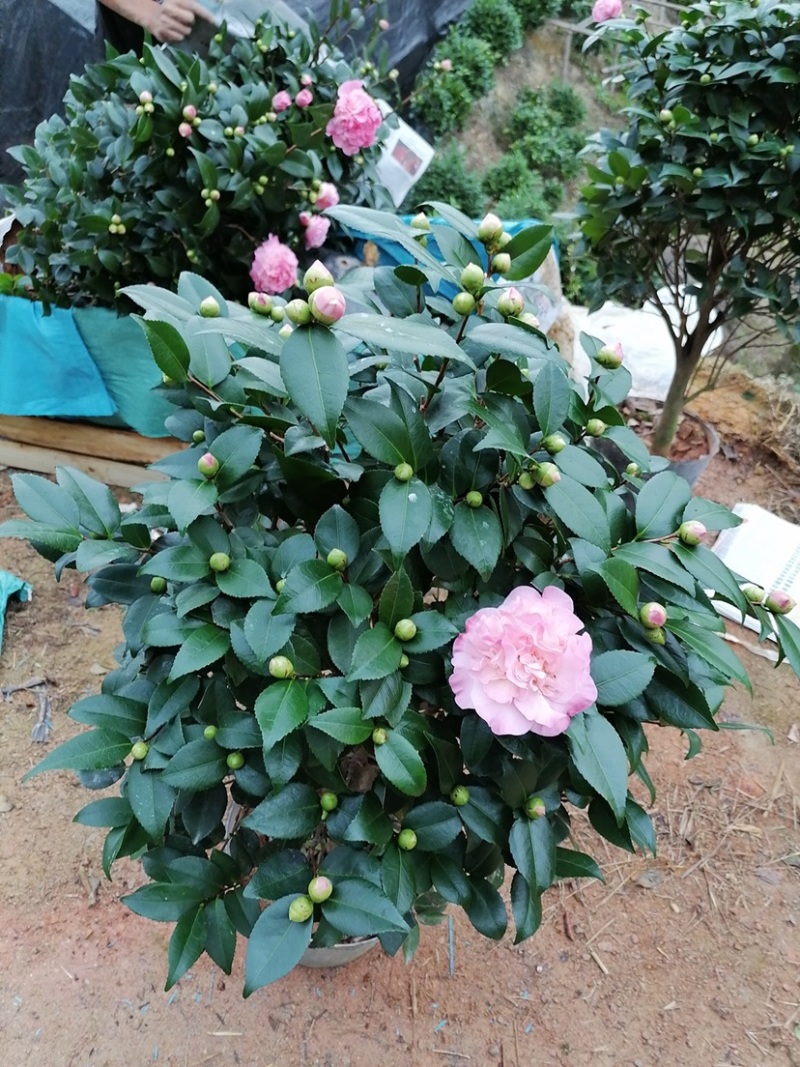 香茶花，香妃茶，支持现场视频看货，福建龙岩永福基地直销