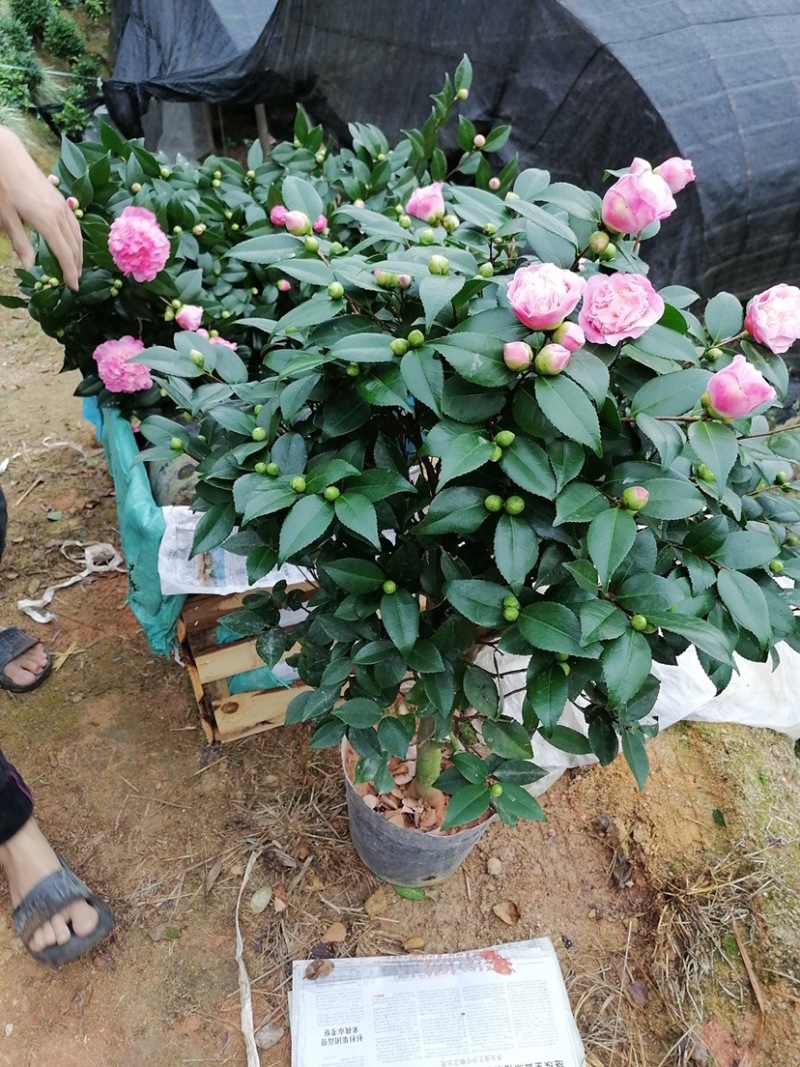 香茶花，香妃茶，支持现场视频看货，福建龙岩永福基地直销