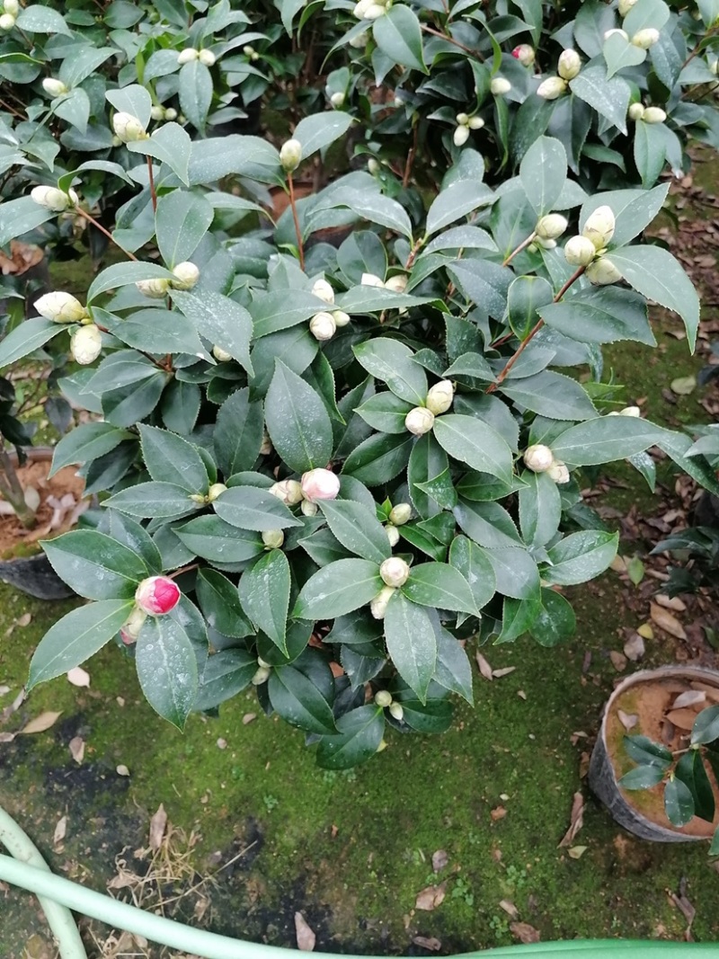 赤丹茶花，红赤丹，五色赤丹，福建龙岩永福基地直销