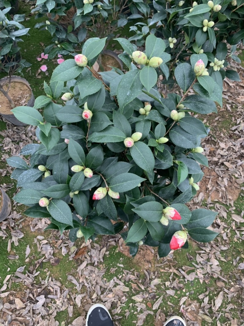 赤丹茶花，红赤丹，五色赤丹，福建龙岩永福基地直销