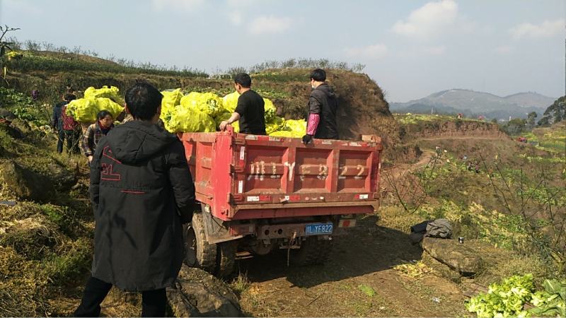 中国泡菜城，榨菜，坨坨菜