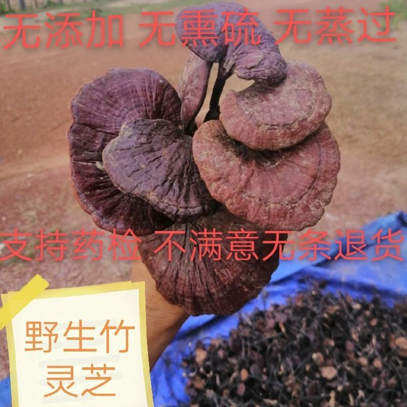 【包邮】一手货源柬埔寨精选大朵红灵芝竹灵芝〈新货上市〉