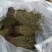 【包邮】新货香青绿柬埔寨野生独脚金靓货足干一手货源