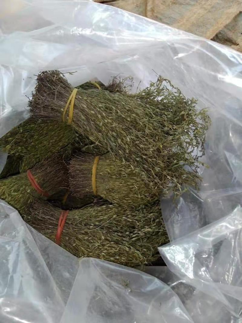 【包邮】新货香青绿柬埔寨野生独脚金靓货足干一手货源