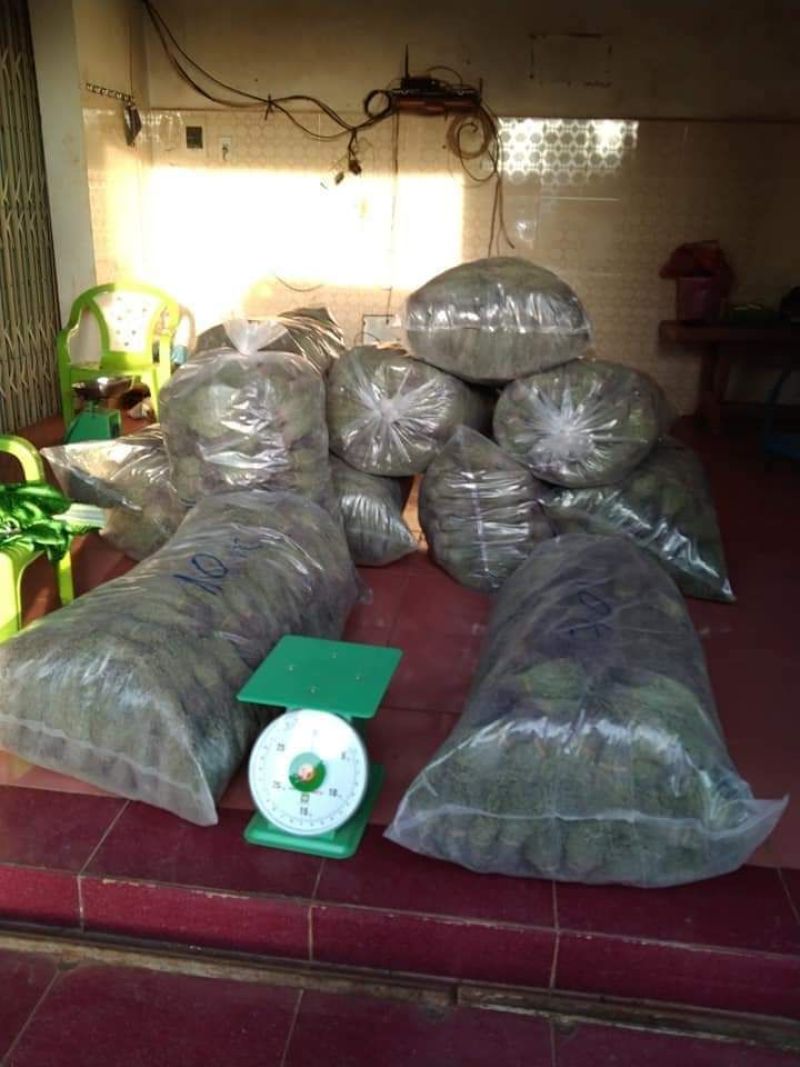 【包邮】新货香青绿柬埔寨野生独脚金靓货足干一手货源