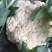 花菜现货湖北当阳有机花散花大量上市产业直发